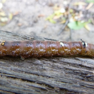 Unidentified Insect at Tathra, NSW - 29 Nov 2020 by TathraPreschool