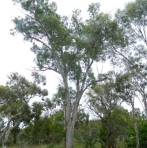 Eucalyptus mannifera subsp. mannifera at Aranda, ACT - 29 Nov 2020 10:56 PM