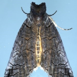 Prorocopis euxantha at Ainslie, ACT - 28 Nov 2020