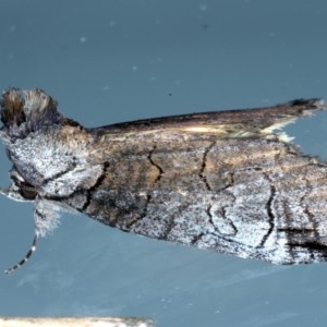 Prorocopis euxantha at Ainslie, ACT - 28 Nov 2020