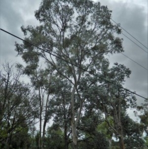 Eucalyptus melliodora at Aranda, ACT - 29 Nov 2020