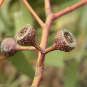 Eucalyptus melliodora at Aranda, ACT - 29 Nov 2020