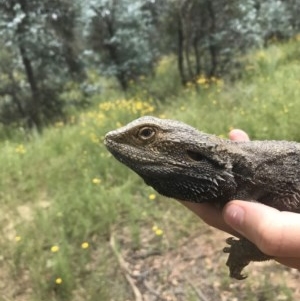 Pogona barbata at Hughes, ACT - 30 Nov 2020