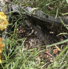 Pogona barbata at Hughes, ACT - suppressed