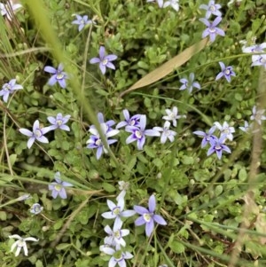 Isotoma fluviatilis subsp. australis at Forde, ACT - 30 Nov 2020 01:00 AM