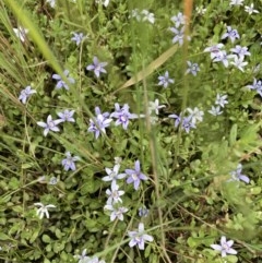 Isotoma fluviatilis subsp. australis at Forde, ACT - 30 Nov 2020 01:00 AM