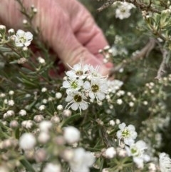 Kunzea ericoides (Burgan) at Forde, ACT - 29 Nov 2020 by Jenny54