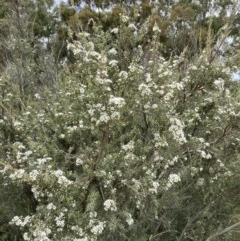 Kunzea ericoides at Forde, ACT - 30 Nov 2020 12:57 AM