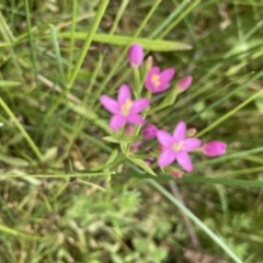 Centaurium sp. (Centaury) at Forde, ACT - 29 Nov 2020 by Jenny54