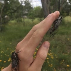 Psaltoda moerens (Redeye cicada) at Hughes, ACT - 30 Nov 2020 by TexanReptilian