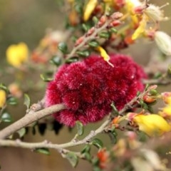 Tanaostigmodes sp. (genus) (Undescribed) (Bossiaea gall wasp) at Cotter River, ACT - 21 Nov 2020 by RWPurdie