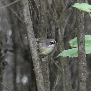 Sericornis frontalis at O'Connor, ACT - 29 Nov 2020