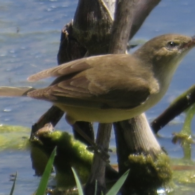 Acrocephalus australis (Australian Reed-Warbler) at Fyshwick, ACT - 25 Nov 2020 by RobParnell