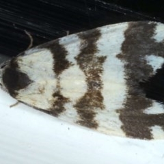 Thallarcha partita (Dark-banded Footman) at Ainslie, ACT - 27 Nov 2020 by jbromilow50