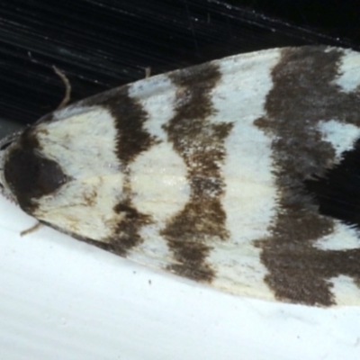 Thallarcha partita (Dark-banded Footman) at Ainslie, ACT - 27 Nov 2020 by jbromilow50