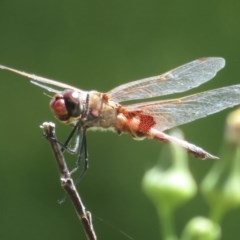 Tramea loewii (Common Glider) at Fyshwick, ACT - 25 Nov 2020 by RobParnell