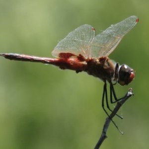 Tramea loewii at Fyshwick, ACT - 25 Nov 2020