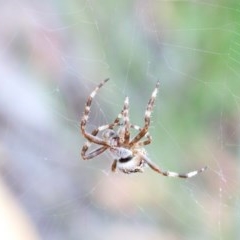 Araneinae (subfamily) (Orb weaver) at O'Connor, ACT - 29 Nov 2020 by ConBoekel