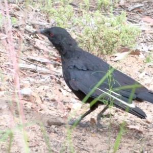 Corcorax melanorhamphos at O'Connor, ACT - 29 Nov 2020 09:51 PM