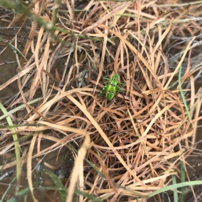 Tettigoniidae (family) (Unidentified katydid) at Chapman, ACT - 30 Nov 2020 by WindyHen
