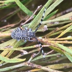 Ancita marginicollis (A longhorn beetle) at Chapman, ACT - 30 Nov 2020 by WindyHen