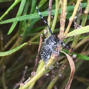 Ancita marginicollis at Chapman, ACT - 30 Nov 2020