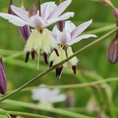 Arthropodium milleflorum at Symonston, ACT - 30 Nov 2020 12:38 AM