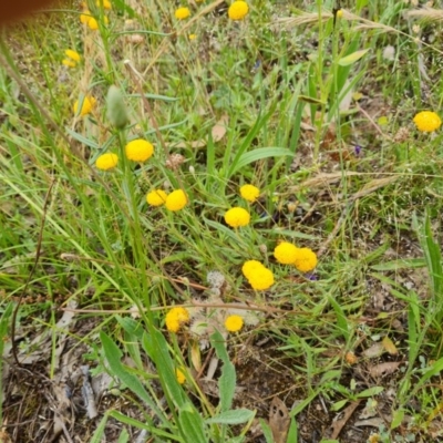 Leptorhynchos squamatus (Scaly Buttons) at Isaacs Ridge - 29 Nov 2020 by Mike