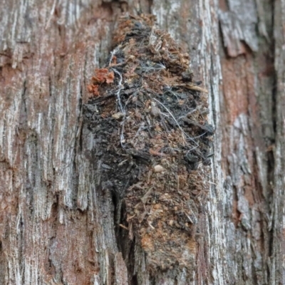 Cebysa leucotelus (Australian Bagmoth) at O'Connor, ACT - 29 Nov 2020 by ConBoekel