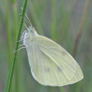 Pieris rapae at O'Connor, ACT - 29 Nov 2020