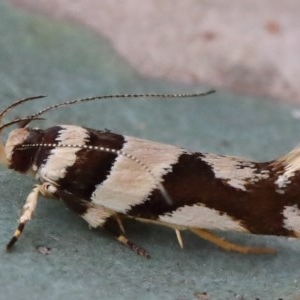 Macrobathra desmotoma at O'Connor, ACT - 29 Nov 2020