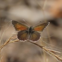 Neolucia agricola (Fringed Heath-blue) at Tuggeranong Hill - 29 Nov 2020 by Owen