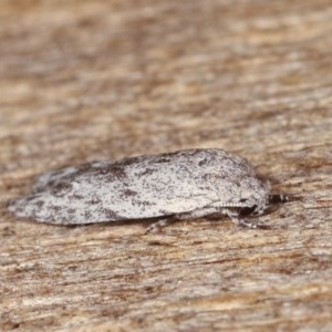 Agriophara undescribed species at Melba, ACT - 13 Nov 2020