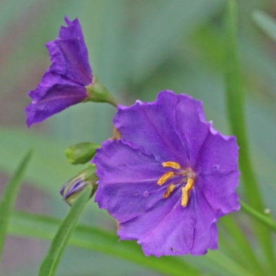 Solanum linearifolium (Kangaroo Apple) at O'Connor, ACT - 9 Feb 2021 by ConBoekel