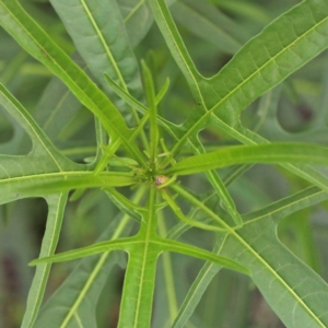 Solanum linearifolium at O'Connor, ACT - 9 Feb 2021