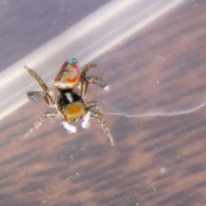 Maratus pavonis at Chapman, ACT - 30 Nov 2020