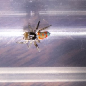 Maratus pavonis at Chapman, ACT - 30 Nov 2020