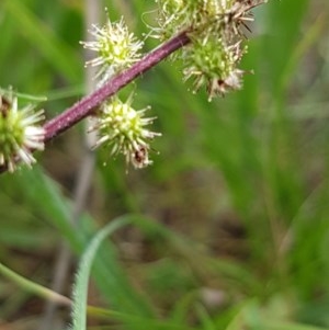 Acaena x ovina at Griffith, ACT - 30 Nov 2020