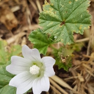 Malva neglecta at Griffith, ACT - 29 Nov 2020