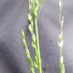 Ehrharta erecta (Panic Veldtgrass) at Griffith, ACT - 30 Nov 2020 by SRoss