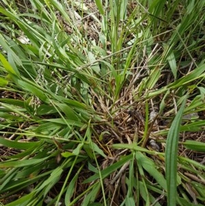 Ehrharta erecta at Griffith, ACT - 30 Nov 2020