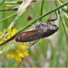 Yoyetta robertsonae (Clicking Ambertail) at Flea Bog Flat, Bruce - 29 Nov 2020 by JohnBundock