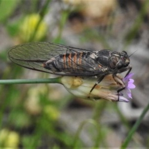 Yoyetta robertsonae at Bruce, ACT - 30 Nov 2020 01:34 AM