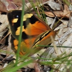 Heteronympha merope (Common Brown Butterfly) at Bruce, ACT - 30 Nov 2020 by JohnBundock