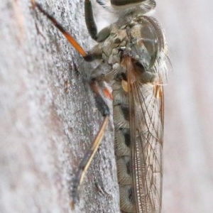 Cerdistus varifemoratus at O'Connor, ACT - 29 Nov 2020