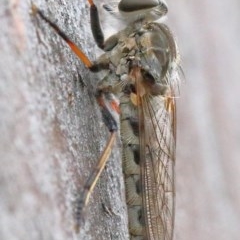 Cerdistus varifemoratus at O'Connor, ACT - 29 Nov 2020