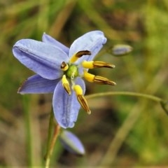 Dianella revoluta var. revoluta (Black-Anther Flax Lily) at Flea Bog Flat, Bruce - 29 Nov 2020 by JohnBundock