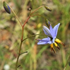 Dianella revoluta var. revoluta at Bruce, ACT - 30 Nov 2020