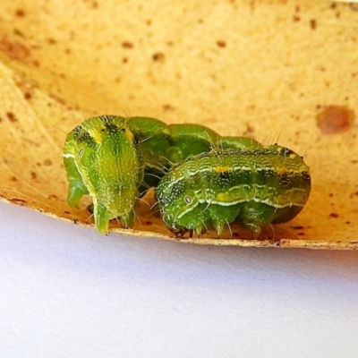 Noctuidae unclassified IMMATURE moth (Immature Noctuidae Moth) at Crooked Corner, NSW - 29 Nov 2020 by Milly