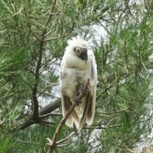 Cacatua sanguinea at Molonglo Valley, ACT - 29 Nov 2020